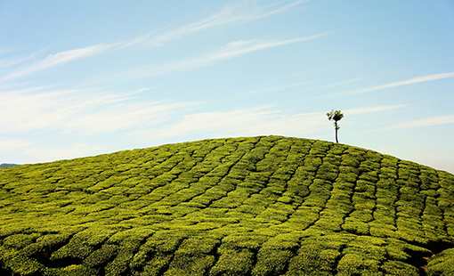 Lodha Jaipur Project Images