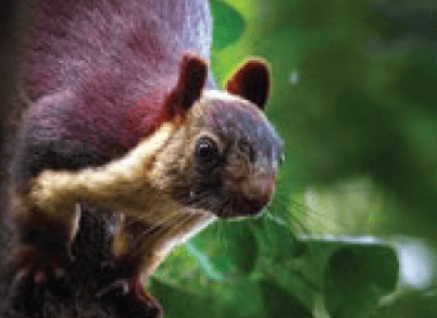 Foothills Of Matheran